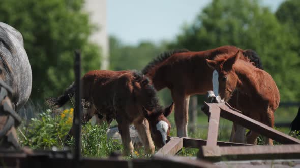 Funny Foals Play on Green Pastureland at Ranch on Sunny Day alt