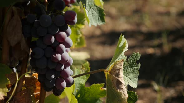 Healthy Vitis vinifera vines close-up 4K 2160p 30fps UltraHD footage - Organic common grape fruit in alt