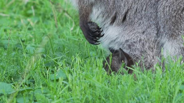 Bennett's Tree-kangaroo Eats Grass. Female Dendrolagus Bennettianus with Cub Are Grazing in the alt