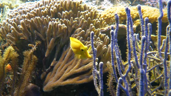 Tropical yellow and pink fish swimming between sea anemone and corals,close up alt