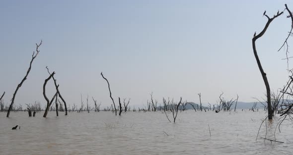 951931 Baringo Lake Landscape Showing the Rise of the Waters with Dead Trees, Anhinga in Flight alt