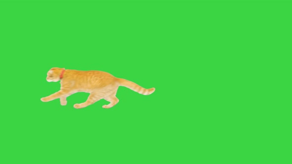 Orange Tabby Cat Running By on a Green Screen Chroma Key