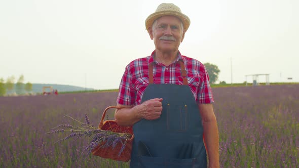 Senior Farmer Man Turning Face to Camera and Smiling in Lavender Field Meadow Flower Herb Garden alt