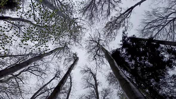 Low Angle View Of Dancing Tall Trees