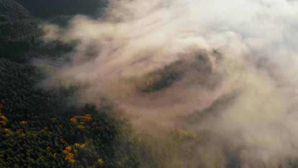 Aerial View Amazing Thick Morning Fog Covering Mountains Spice and Spruce Forest