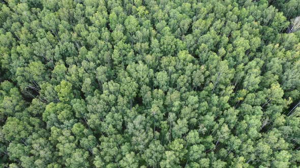 Aerial Top View. Drone Flight Over Green Forest