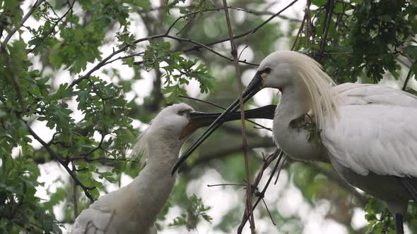 Spoonbill couple in tree clean and maintain each others feathers - medium shot alt