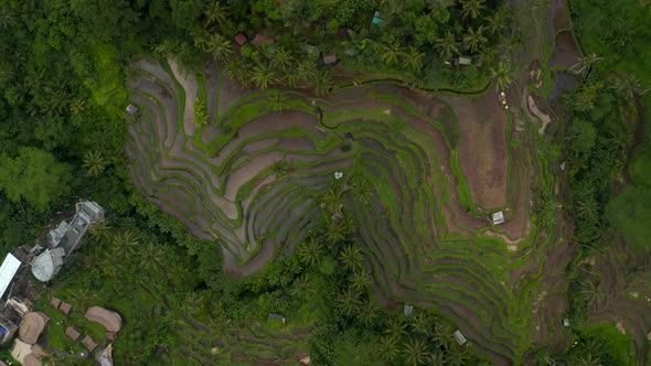 Descending Rotating Top Down Overhead Aerial Birds Eye View of Large Terraced Irrigated Farm alt