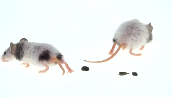 Two Decorative Mouses Isolated on a White Background in Studio alt