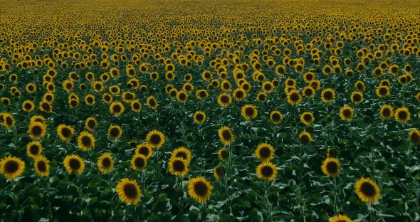 Large Field of Blooming Sunflowers a Lot of Yellow Flowers alt