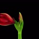 Time-lapse of opening Hot Peacock amaryllis - VideoHive Item for Sale