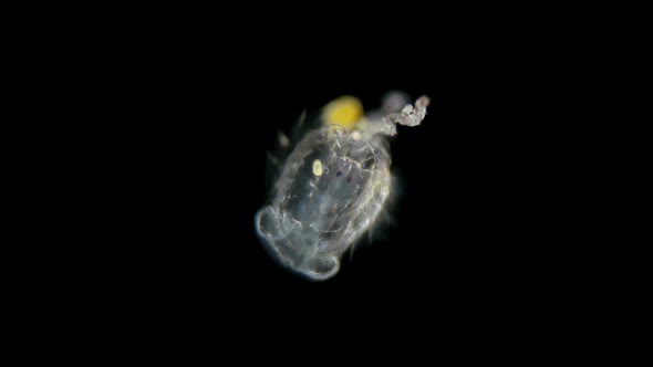 Cydippid Larva Under a Microscope, Juvenile Larva, at This Stage ...