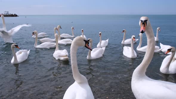 White swans swim in the sea near the shore
