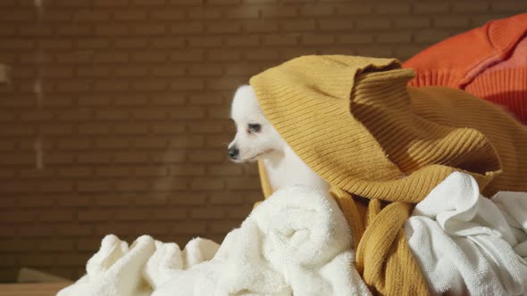 little lap dog messy playing fold cloths basket on wooden laundry table home concept background alt