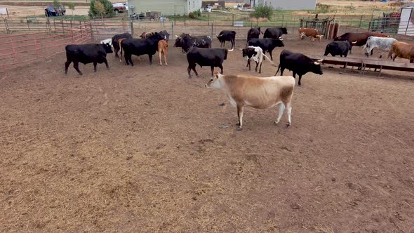 A large brahman bull faces off with the camera in the bull pen. alt