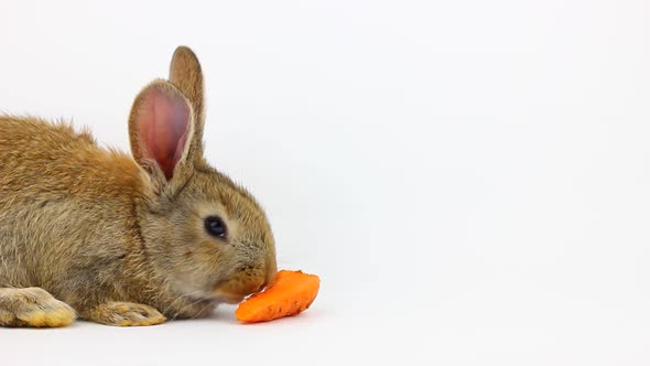 Little Fluffy Cute Brown Rabbit with Big Ears Eating a Ginger Carrot on a Gray Background in the alt