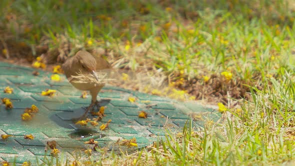 A small brown Nightingale carries twigs in its beak and dips them in a small puddle of water alt