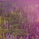 Flight Over a Field with Flowers at Sunset - VideoHive Item for Sale