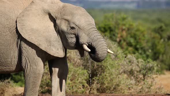 African Elephant Drinking Water