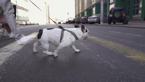 Black and White French Bulldog Crossing the Road with Its Owners in the City