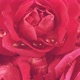 Falling drops of water on the buds of red roses. - VideoHive Item for Sale