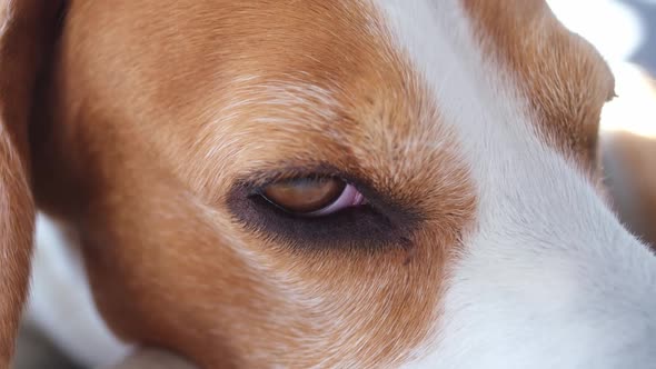 Close Up the Beagle Dog Eye Is Sleeping