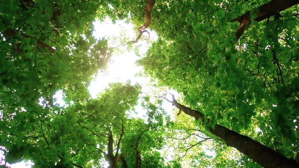 Magical Summer Forest with Warm Sunbeams