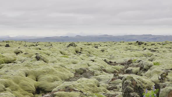 Landscape Of Rocks Covered With Bright Green Moss alt
