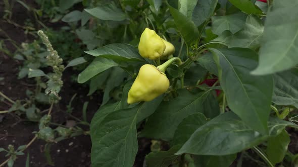 Yellow Peppers Growing in Beds alt
