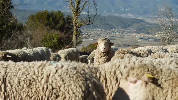 Farm Sheep Staring at Camera