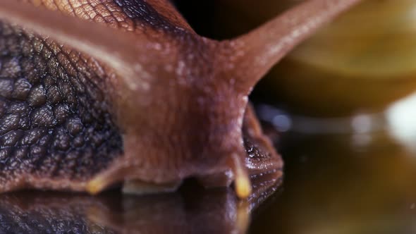 Giant African Snail Shot Macro