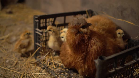 A Chicken Sits with Chickens in a Chicken Coop. A Chicken Sits Next To Newborn Chickens in the alt