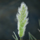 Plant in the River - VideoHive Item for Sale