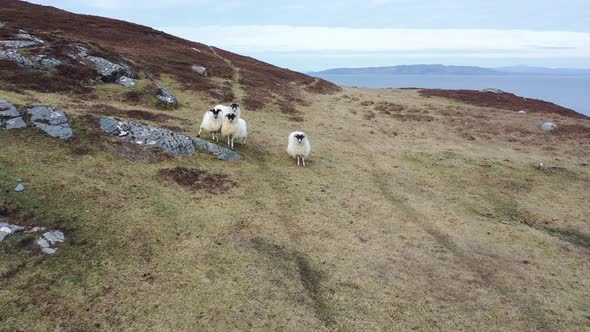 Sheep at the Coastline at Dawros in County Donegal  Ireland alt