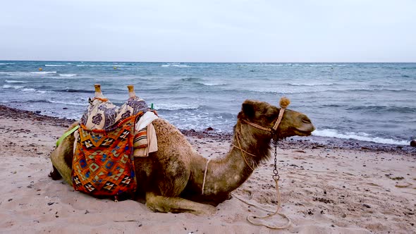 A Camel lies on the Sand by the Sea
