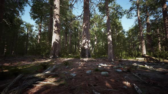 Sequoia Redwood Trees in the Sequoia National Park Forest alt