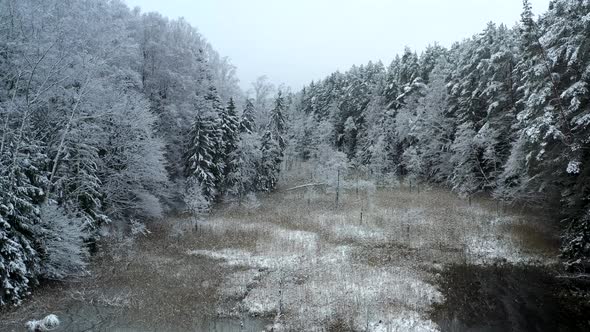 Winter Forest Background