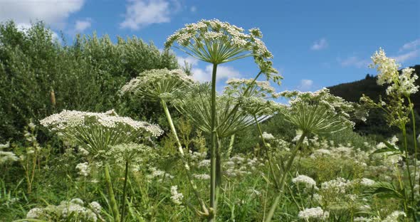 Wild carrots,daucus carota, Lac Chambon, Puy de Dome, Auvergne, France alt