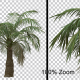 Small Palm Tree Alpha Channel - VideoHive Item for Sale