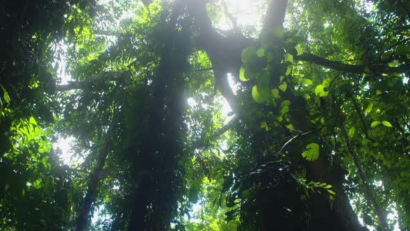 Suns Rays Coming Through Rain Forest Canopy