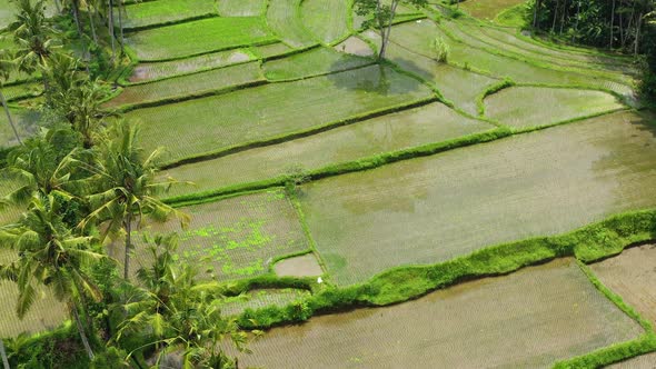 Aerial View of Rice Terraces. Landscape with Drone. Agricultural Landscape from The Air. 