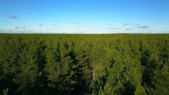 Ecological Problem of Deforestation in Siberia