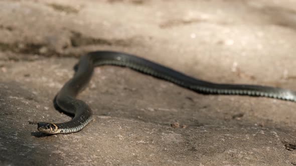 Slow Motion of a Black Large Snake Crawling on the Rocks Sticking Out Its Tongue