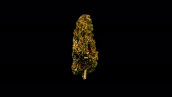 Marijuana Bud with an Alpha Channel
