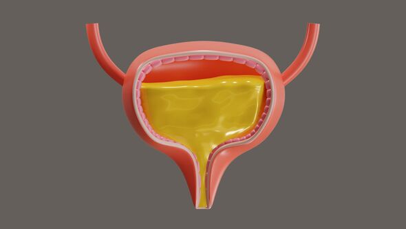 3D Animation of Bladder system of the urinary tract alt