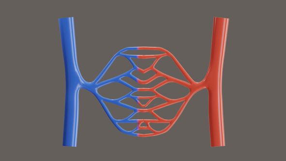 3D Animation of Blood vessels of the circulatory system alt