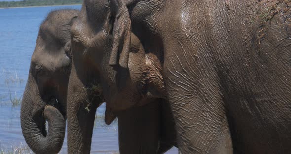 Close Up of Elephants in a Udawalawe National Park of Sri Lanka