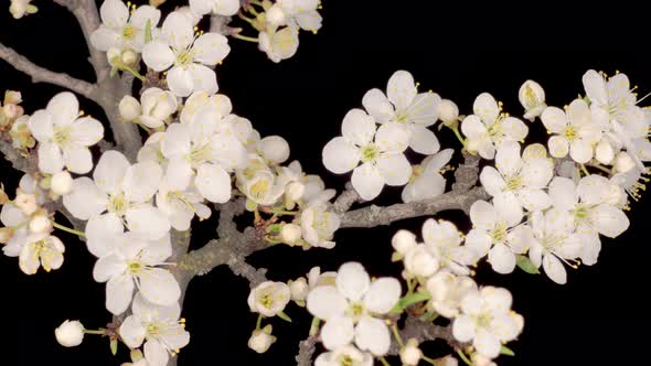 White Flowers Blossoms on the Branches Cherry Tree alt