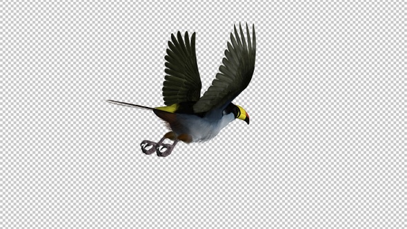 Mountain Toucan Bird - Flying Loop - Back Angle View - Resizable Close-Up - Alpha Channel