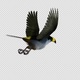 Mountain Toucan Bird - Flying Loop - Back Angle View - Resizable Close-Up - Alpha Channel - VideoHive Item for Sale